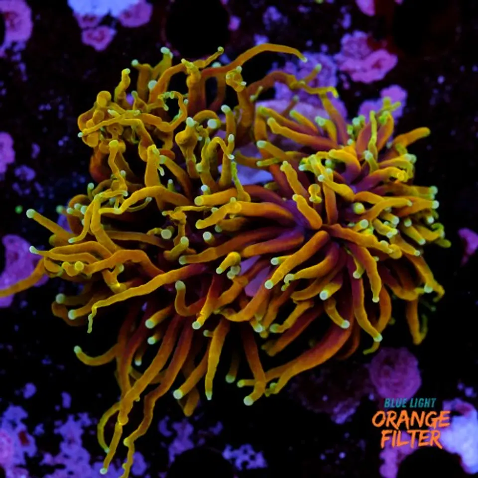 Euphyllia torch dragon soul grade A (2 Head) 1