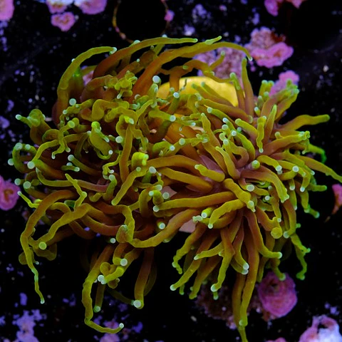 Euphyllia torch dragon soul grade A (2 Head)