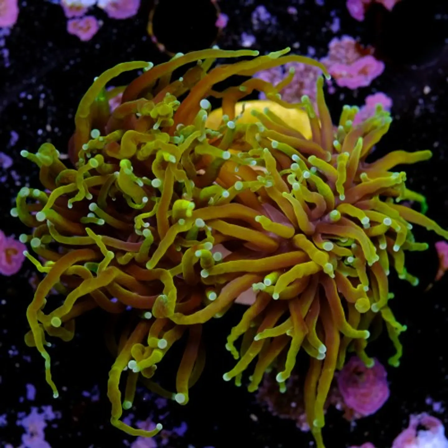 Euphyllia torch dragon soul grade A (2 Head) 2