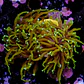 Euphyllia torch dragon soul grade A (2 Head) - Thumbnail 2