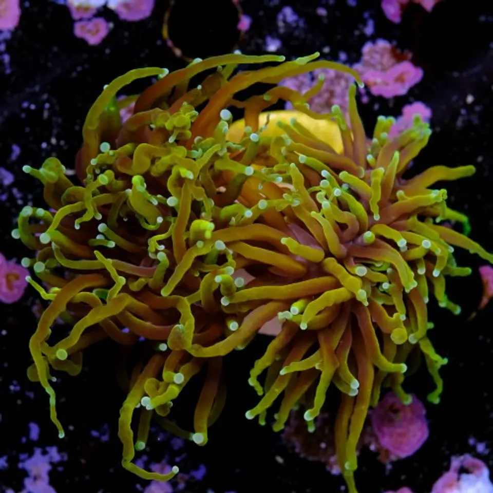 Euphyllia torch dragon soul grade A (2 Head) 2