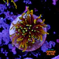 Euphyllia torch dragon soul grade A (Mini Head) - Thumbnail 1