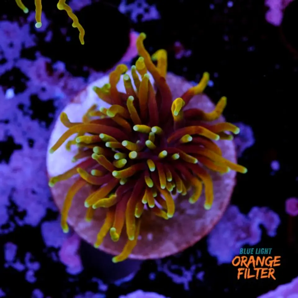 Euphyllia torch dragon soul grade A (Mini Head) 1