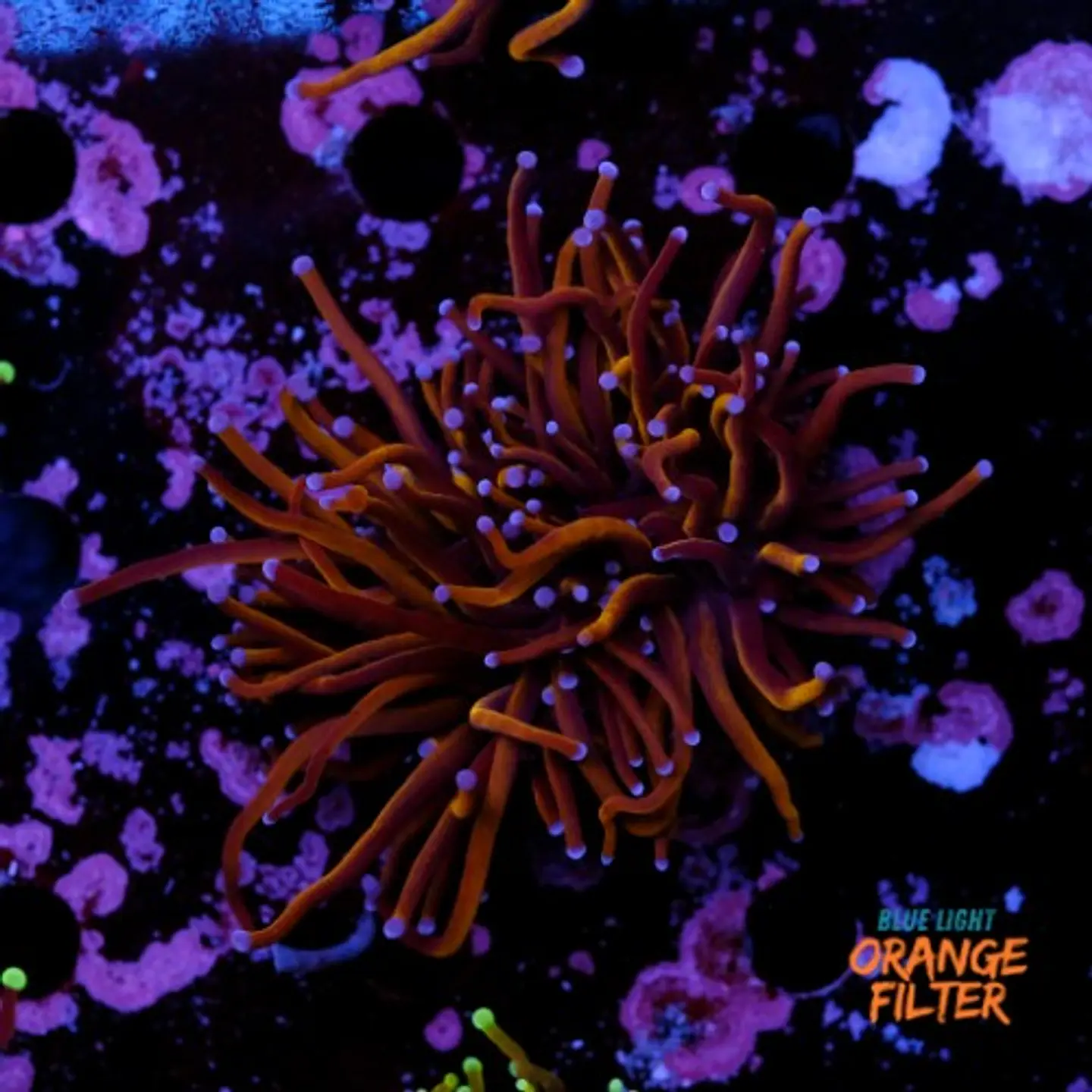Euphyllia torch gold (2 Head) 1