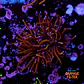 Euphyllia torch gold (2 Head) - Thumbnail 1