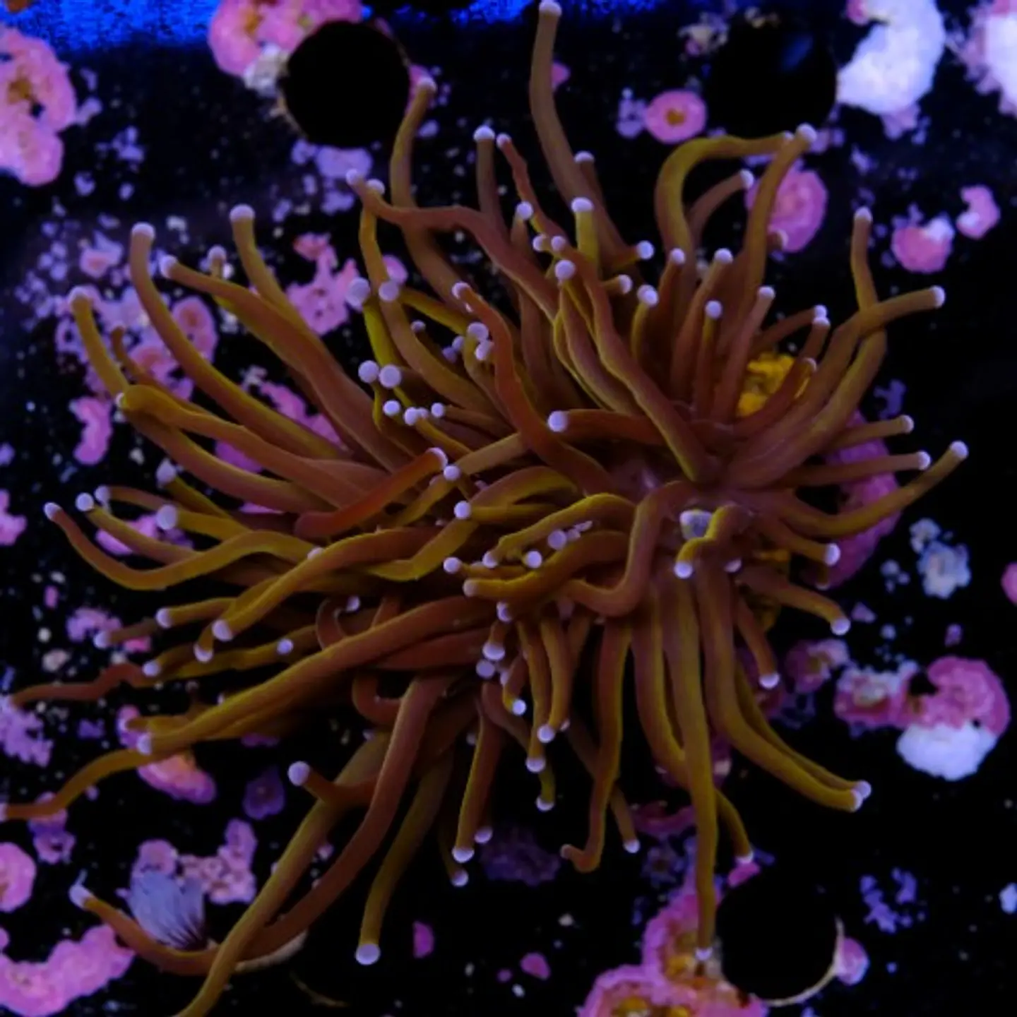 Euphyllia torch gold (2 Head) 2