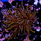 Euphyllia torch gold (2 Head) - Thumbnail 2