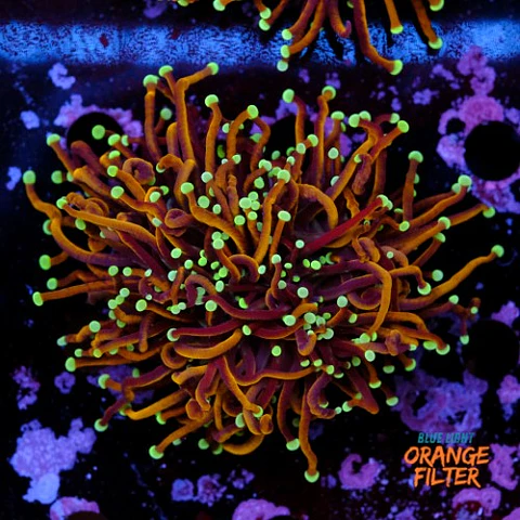 Euphyllia torch hell fire (3 Head)