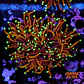 Euphyllia torch hell fire (3 Head) - Thumbnail 1