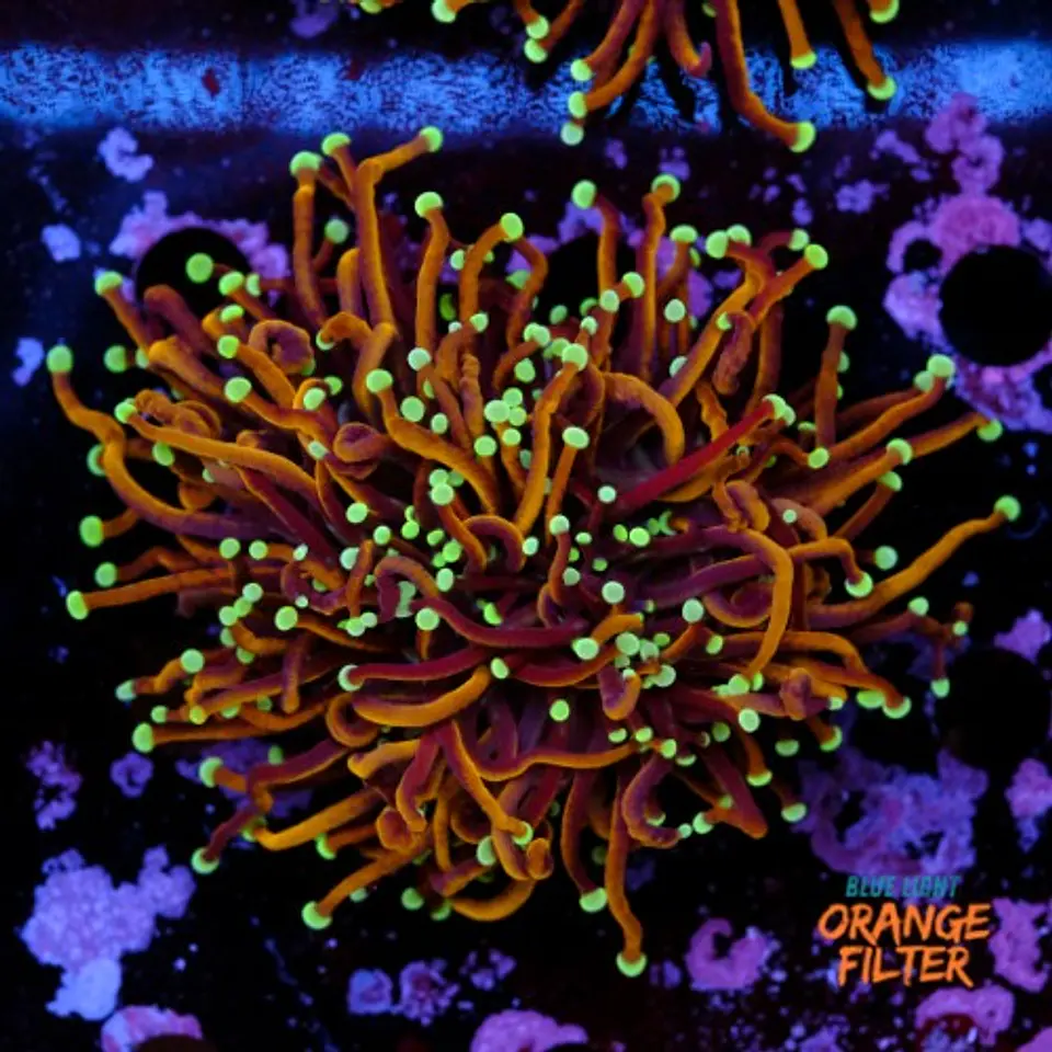 Euphyllia torch hell fire (3 Head) 1