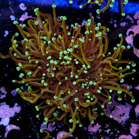 Euphyllia torch hell fire (3 Head)