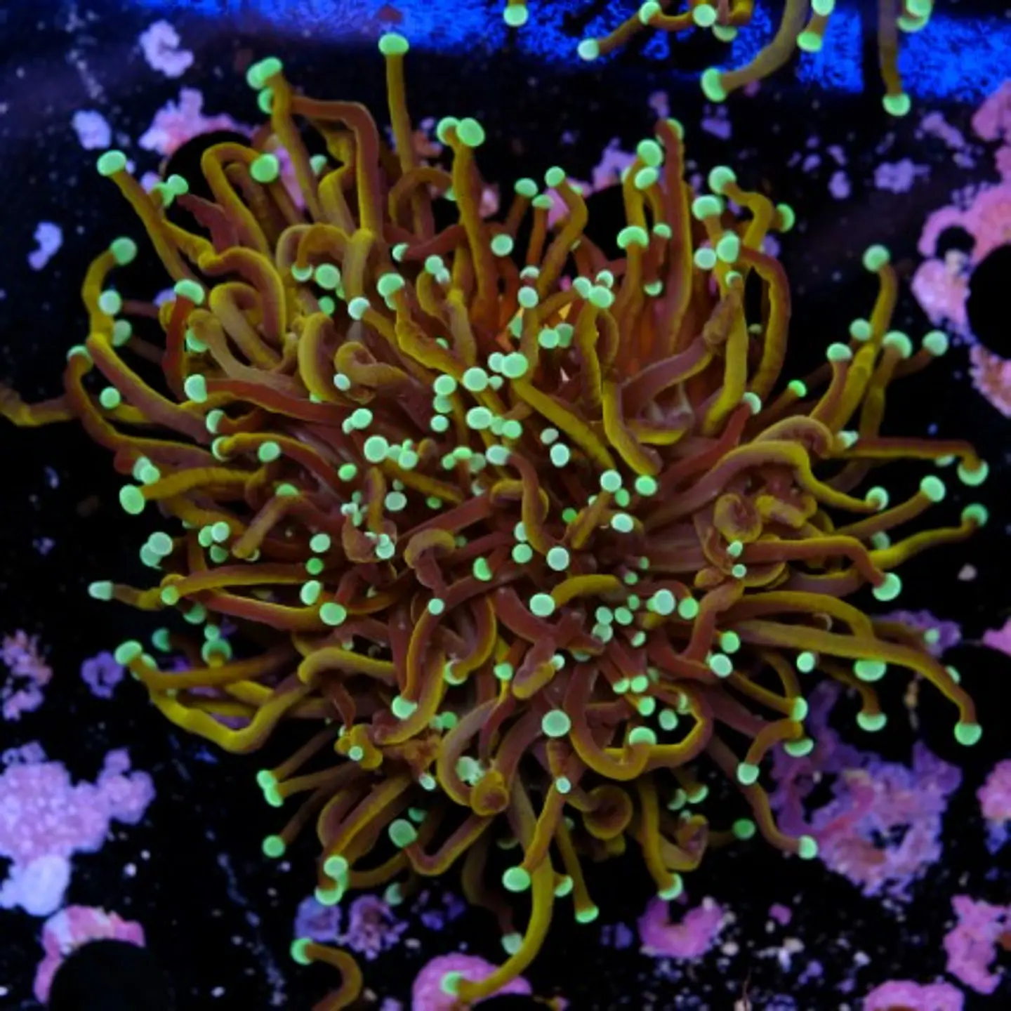 Euphyllia torch hell fire (3 Head) 2