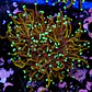 Euphyllia torch hell fire (3 Head) - Thumbnail 2