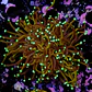 Euphyllia torch hell fire (Triple Head) - Thumbnail 2