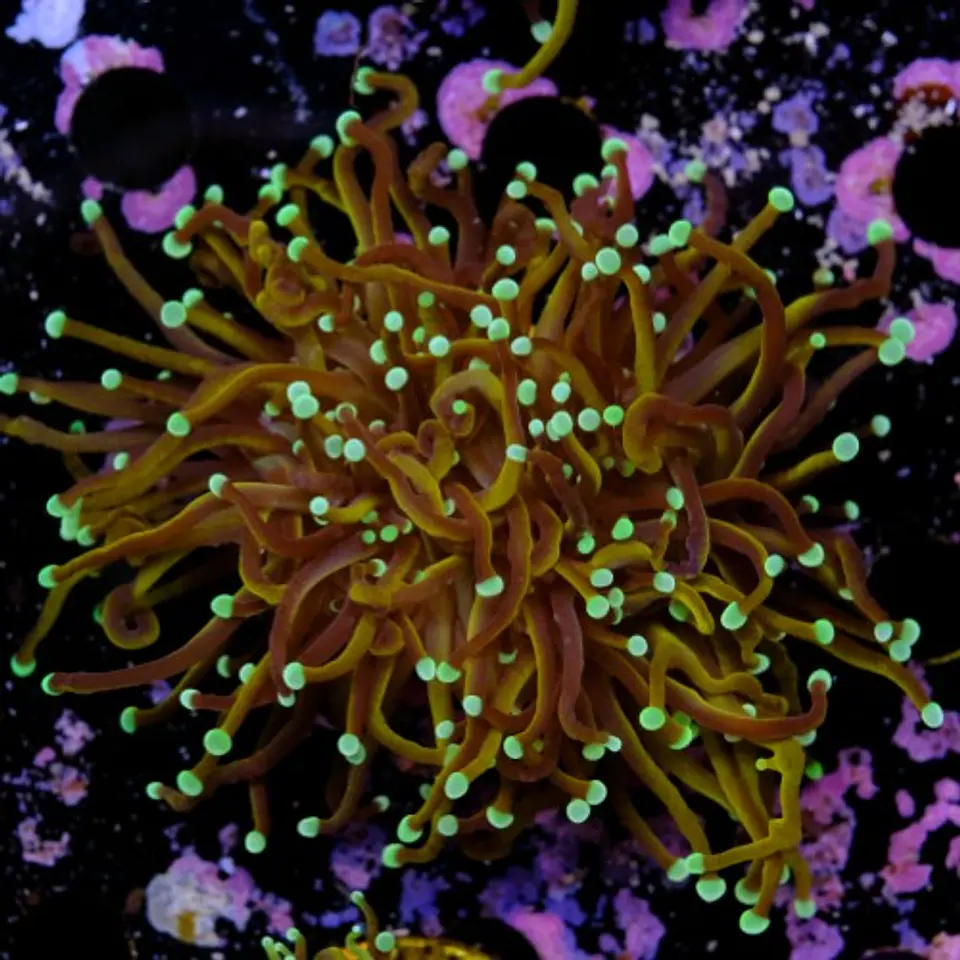 Euphyllia torch hell fire (Triple Head) 2