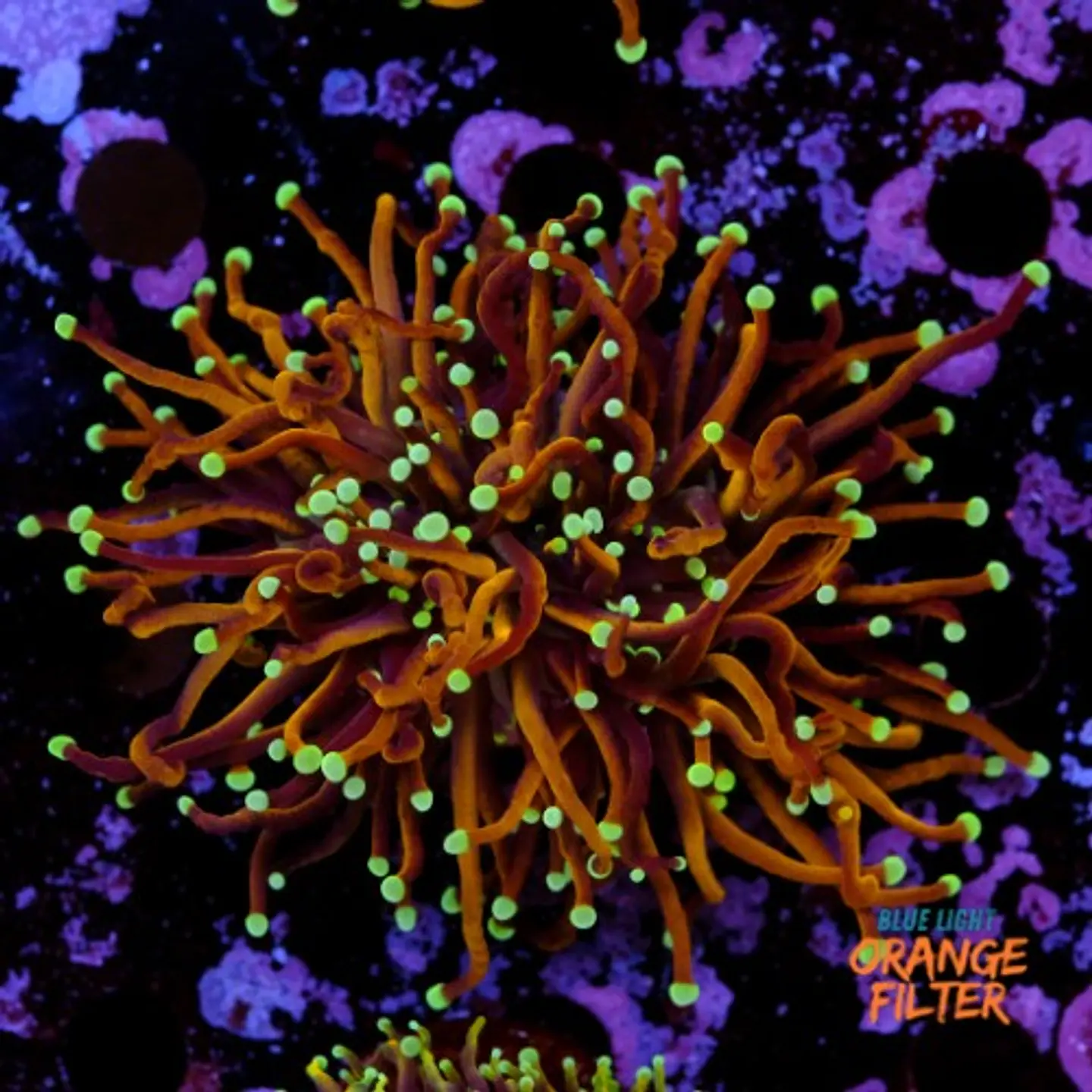 Euphyllia torch hell fire (Triple Head) 1