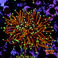 Euphyllia torch hell fire (Triple Head) - Thumbnail 1