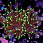 Euphyllia black torch (Big Head) - Thumbnail 2