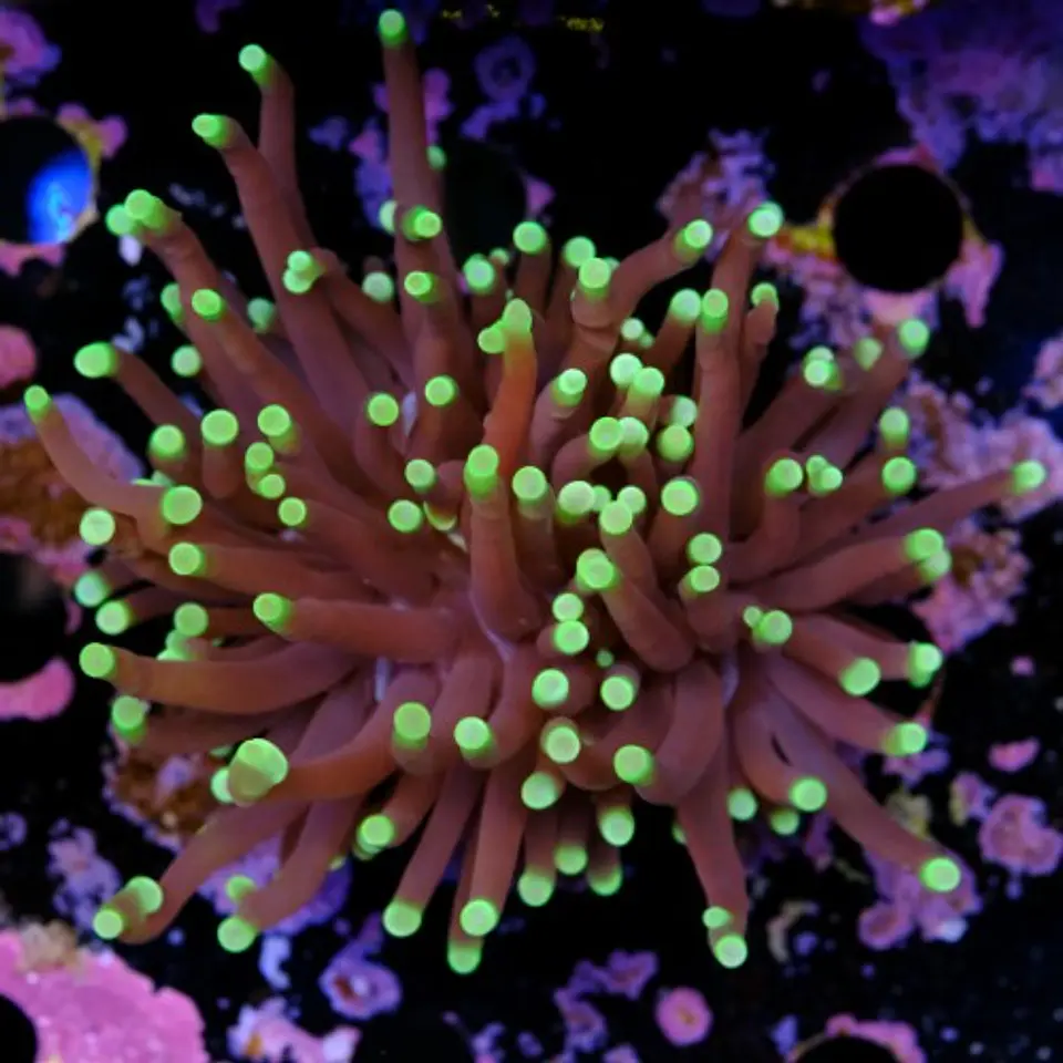 Euphyllia black torch (Big Head) 2