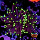 Euphyllia black torch (Big Head) - Thumbnail 1