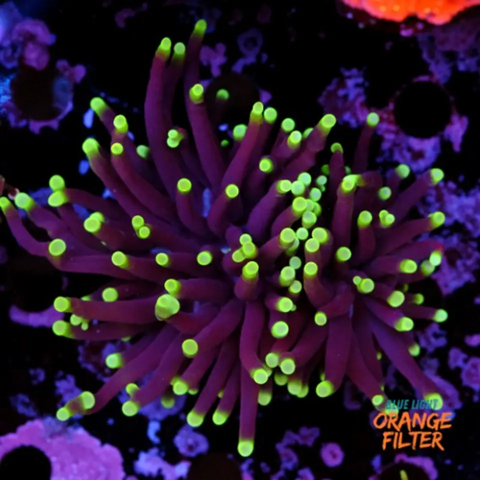 Euphyllia black torch (Big Head) 1