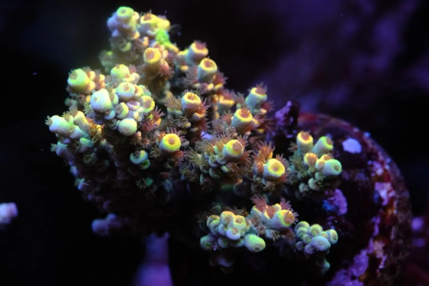 Acropora Tenuis 1