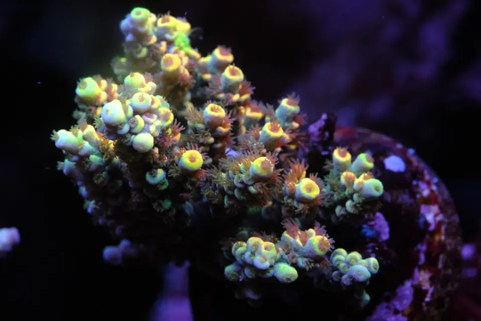 Acropora Tenuis 1