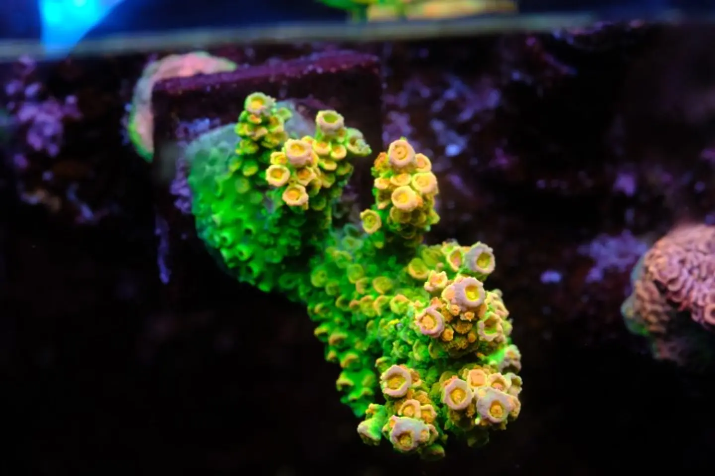 Acropora Tenuis 1