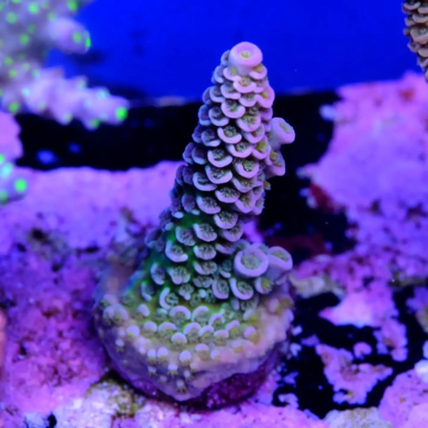 Acropora tenuis  2