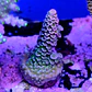 Acropora tenuis  - Thumbnail 2