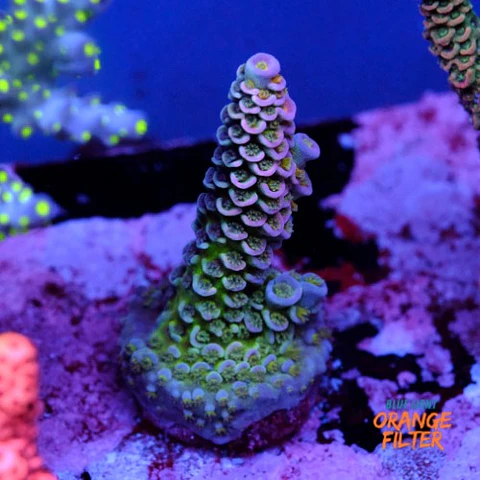 Acropora tenuis jacksons rainbow