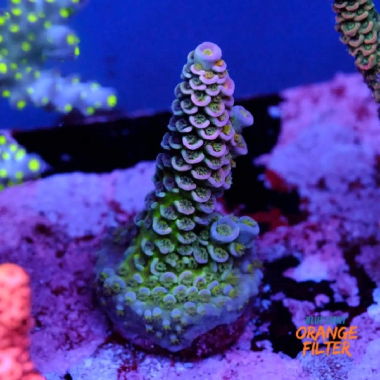 Acropora tenuis  1