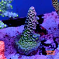Acropora tenuis  - Thumbnail 1