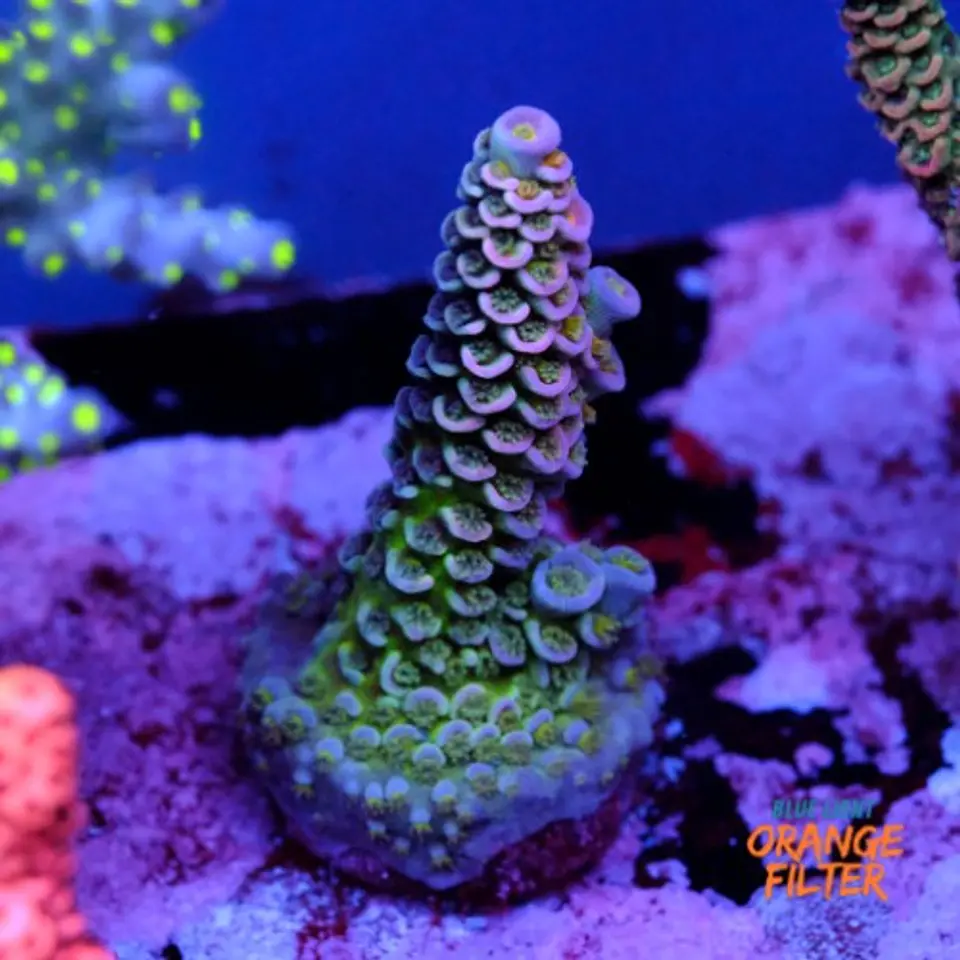 Acropora tenuis  1