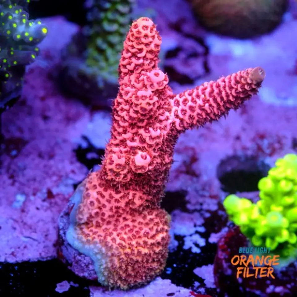Acropora millepora pink 1