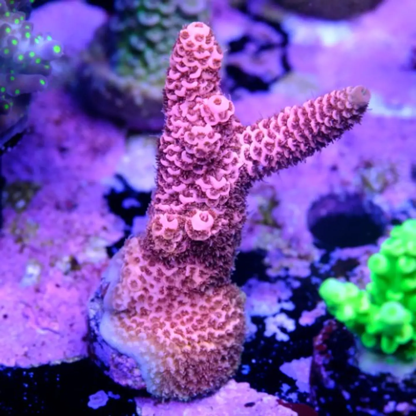 Acropora millepora pink 2