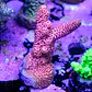 Acropora millepora pink - Thumbnail 2