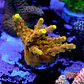 Acropora gold finger  - Thumbnail 1