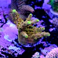 Acropora gold finger  - Thumbnail 2