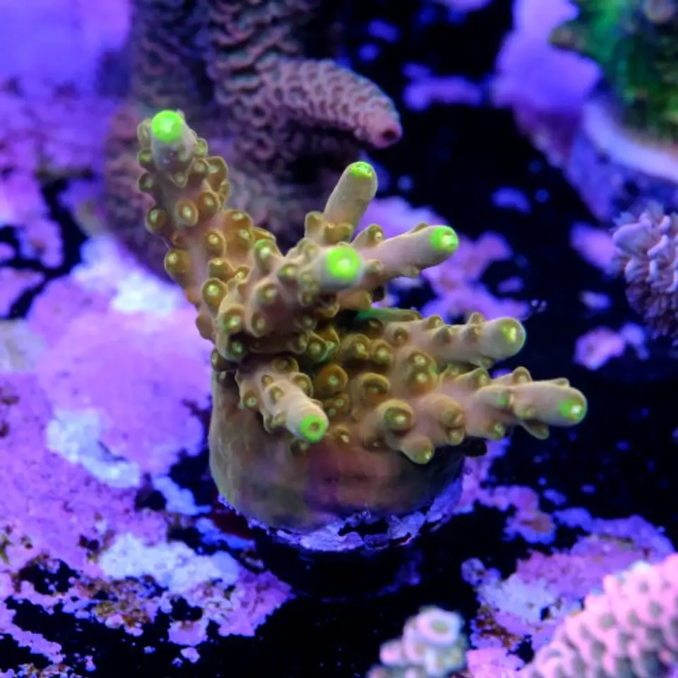 Acropora gold finger  2