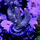 Acropora millepora sp  - Thumbnail 1