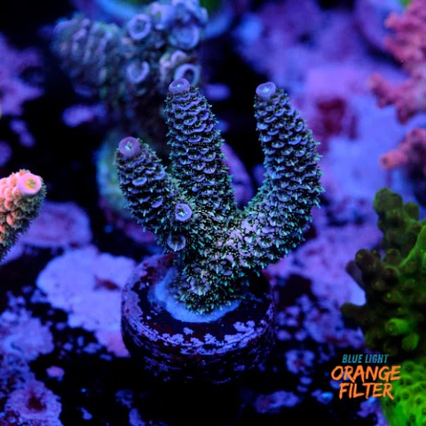 Acropora millepora sp 