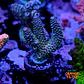 Acropora millepora sp  - Thumbnail 2