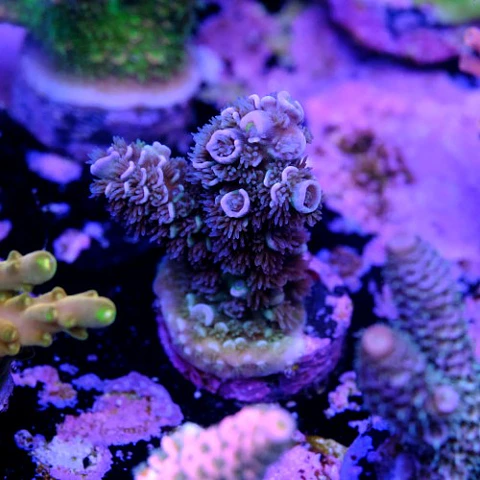 Acropora tenuis 