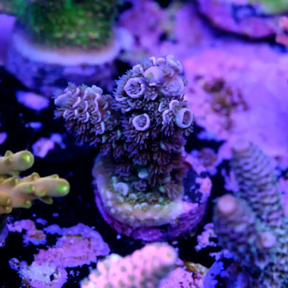 Acropora tenuis  2