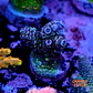 Acropora tenuis  - Thumbnail 1