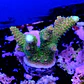 Acropora millepora  - Thumbnail 2
