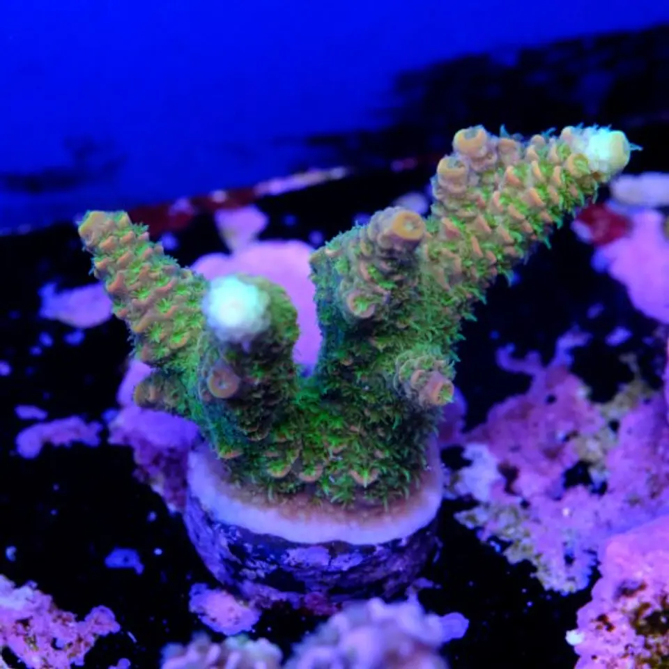 Acropora millepora  2