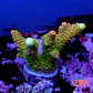 Acropora millepora  - Thumbnail 1