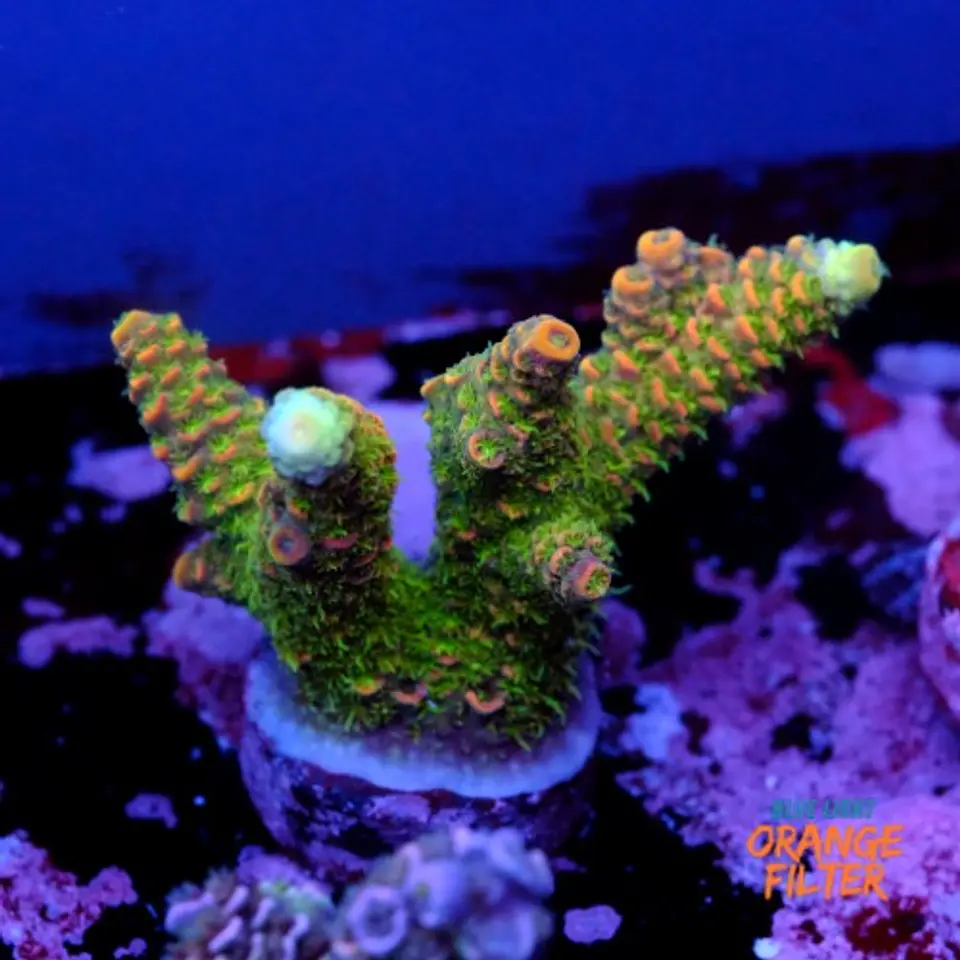 Acropora millepora  1